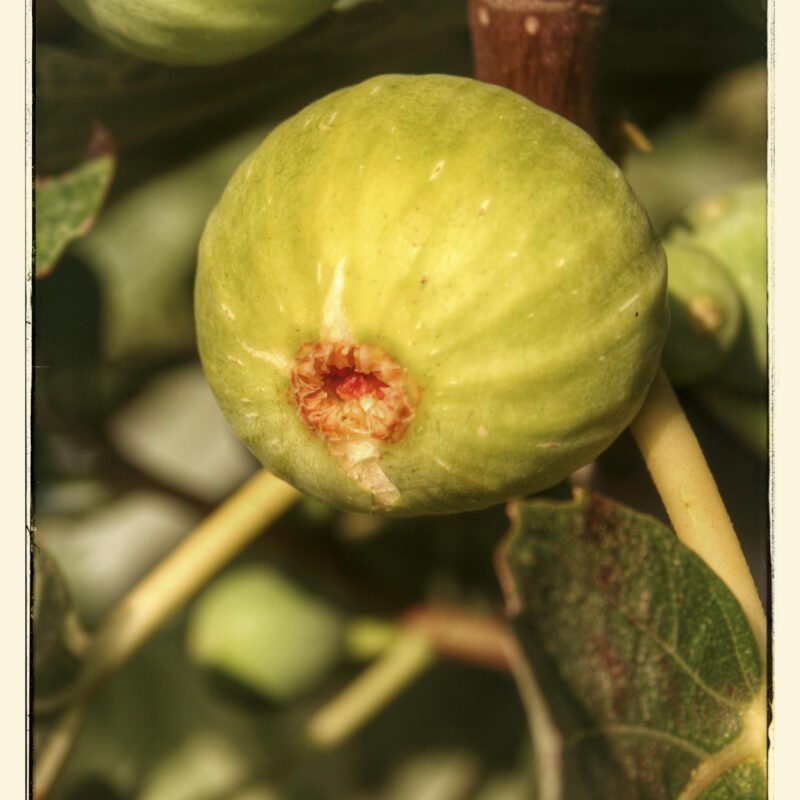 Quanto è fico Agosto a Pantelleria