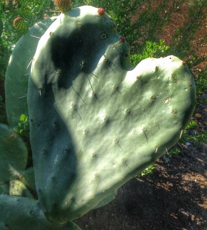 L’amore e’ una questione spinosa