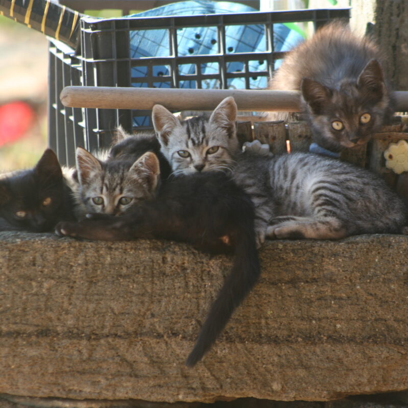 Pantelleria, the meow island :)