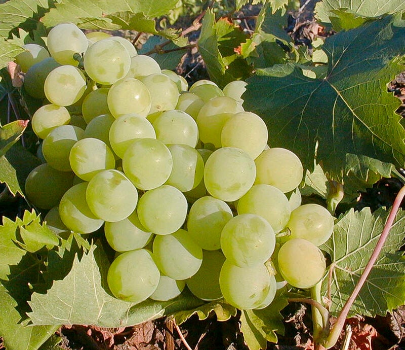 Vino Passito di Pantelleria: storia, ricette e dove gustarlo