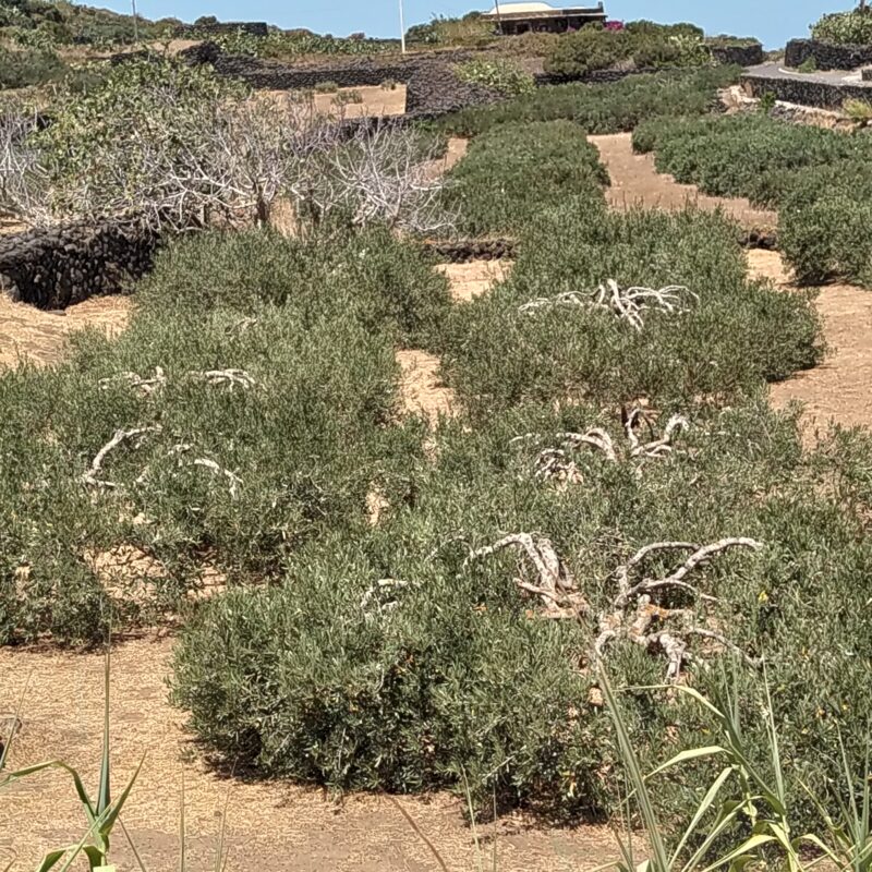 IL PICCOLO ULIVO PANTESCO