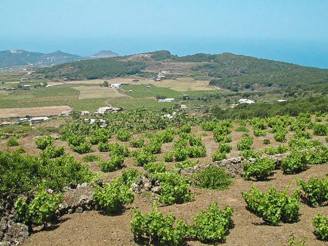 La vendemmia di settembre a Pantelleria: tra fatica, tradizione e folklore