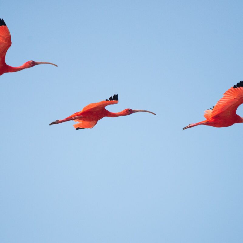 “Migrano, gli uccelli migrano”. (F. Battiato)