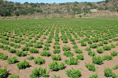 Pantelleria Vineyards