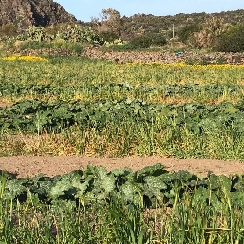 La tonda Cucuzza di Pantellaria