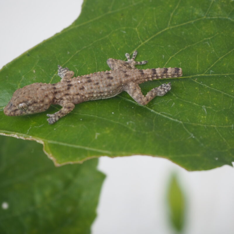 Oggi giochiamo al “FACCIAMO CHE”?