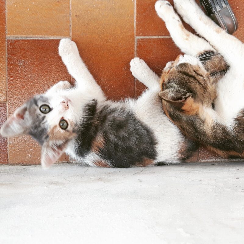 I matti gatti panteschi