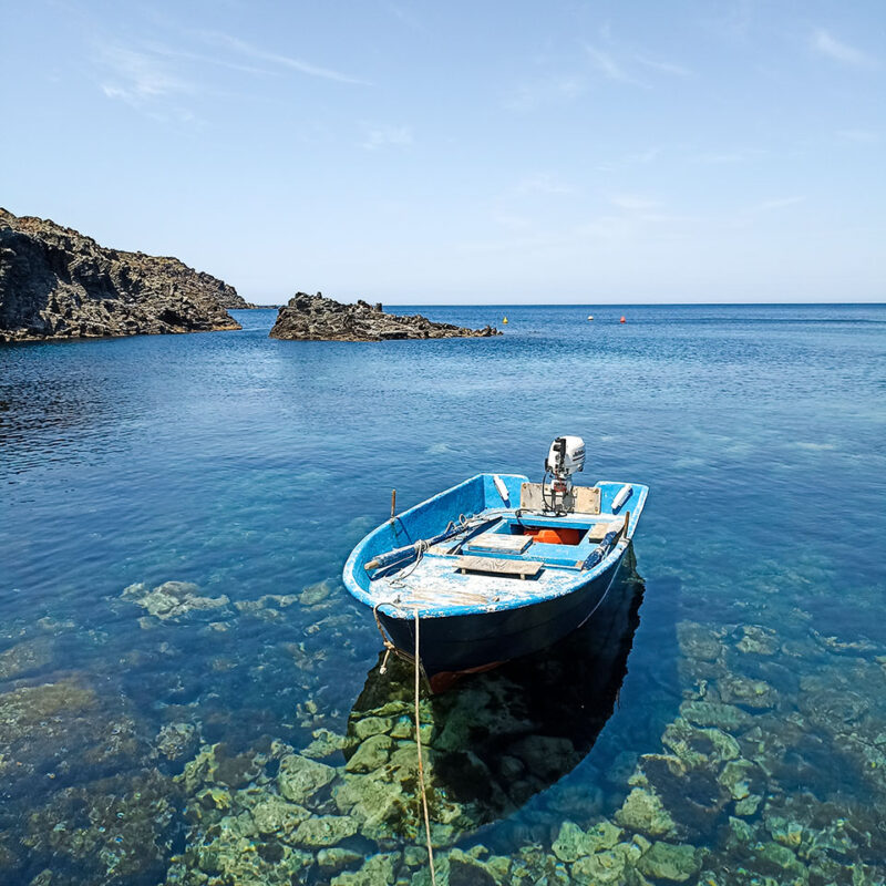 Meduse come coriandoli