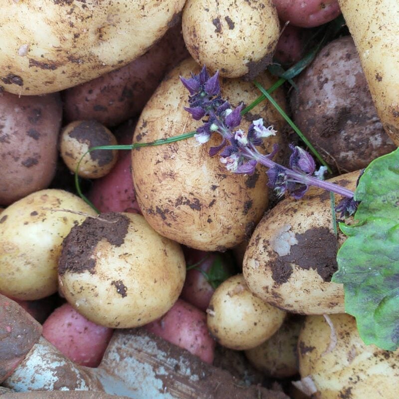 I giusti di Jorge Luis Borges