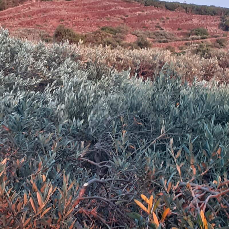 Tra acquerello e tinte forti