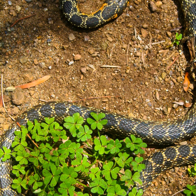 Il regale serpente di Rekhale