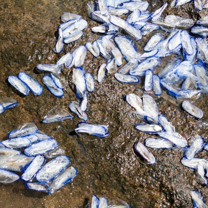 “Oggi ci sono meduse?”