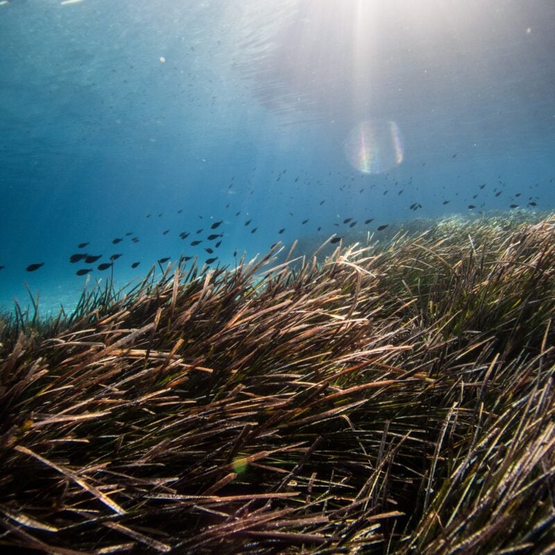 Le praterie di Posidonia