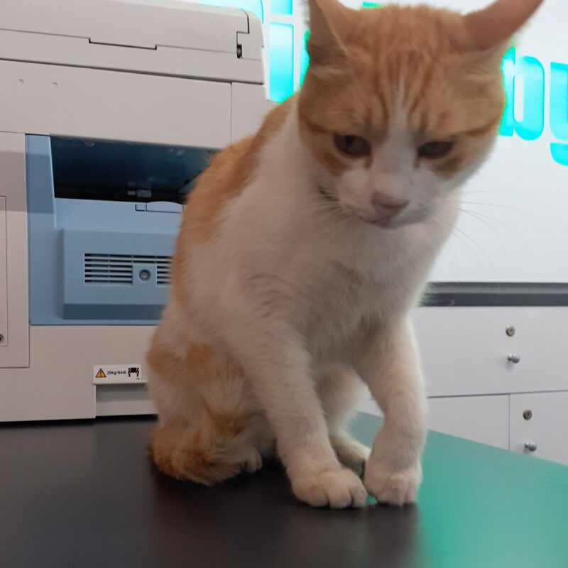 Teo, il felino “bielica”