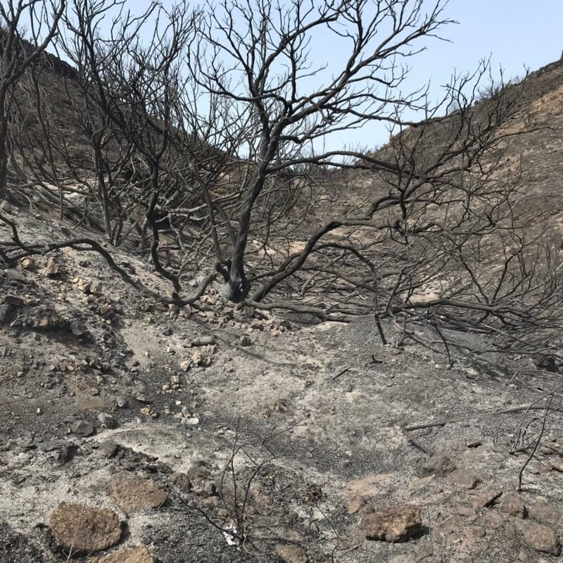 “Al lupo, al lupo!”