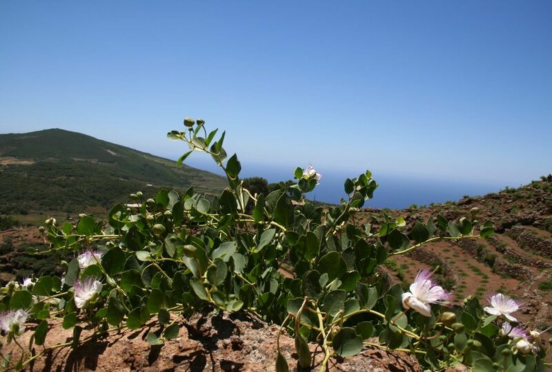 “Ti spunta un fiore in bocca”