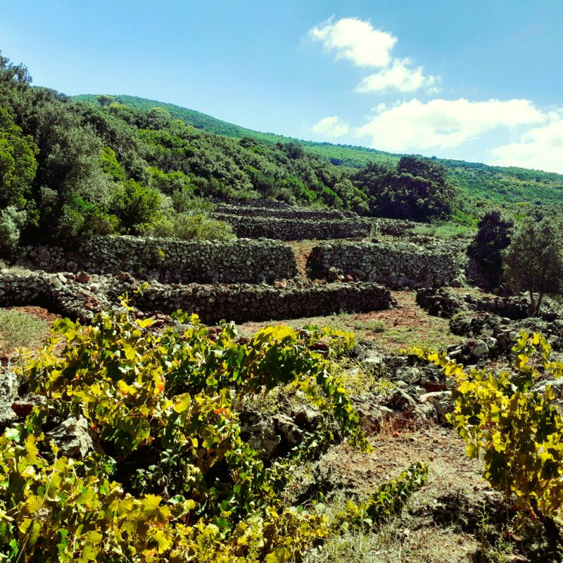 Il pittore è impazzito