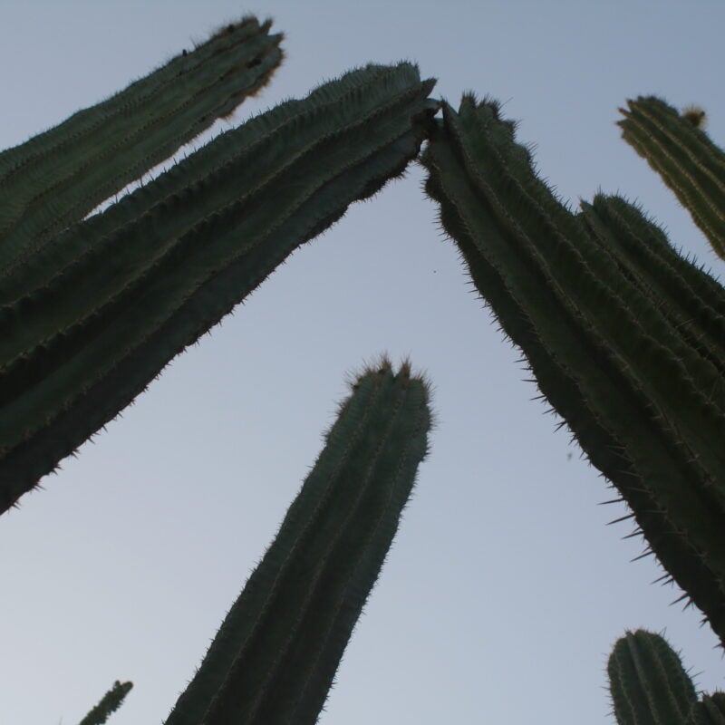 Euphorbia delle Canarie