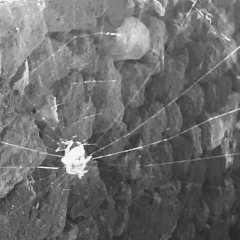 La banalità del male