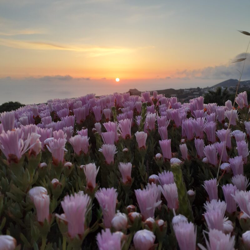 Facciamo fuoco, spariamo margherite!