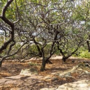 dammuso bukkuram pantelleria