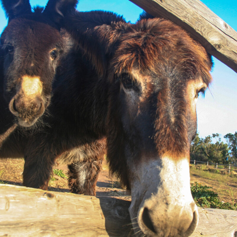L’asinello di Pantelleria