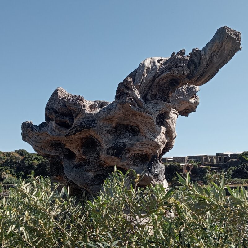 Perché “sette giorni” a Pantelleria