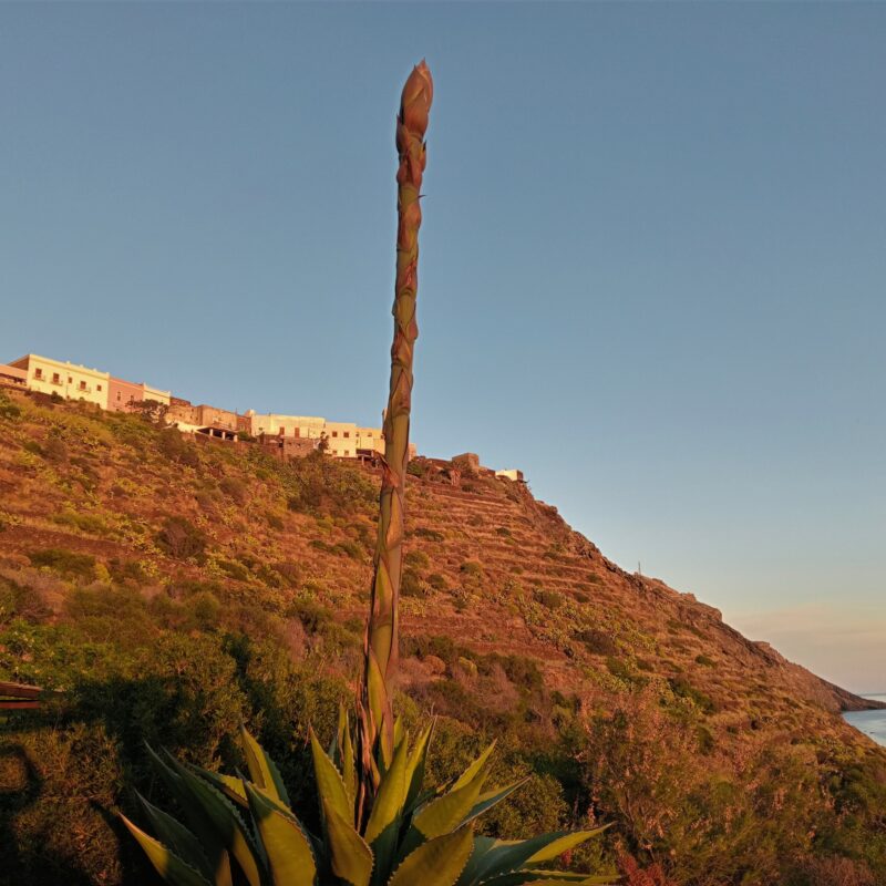 Svetta l’agave, madre generosa