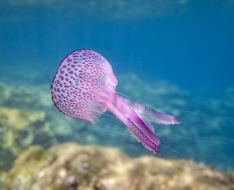 Cesare, il bambino che salva le meduse