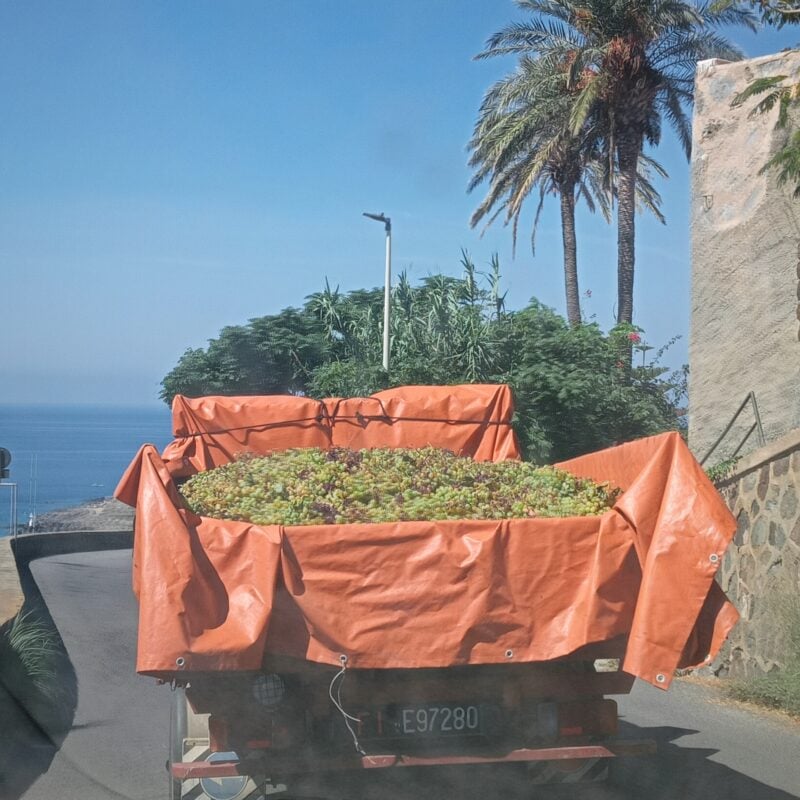 Pantelleria, la scuola dentro un’estate splendente