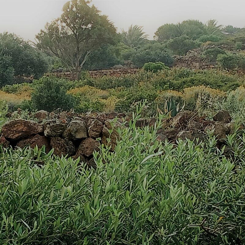 Pantelleria e il suo ulivo “chino”