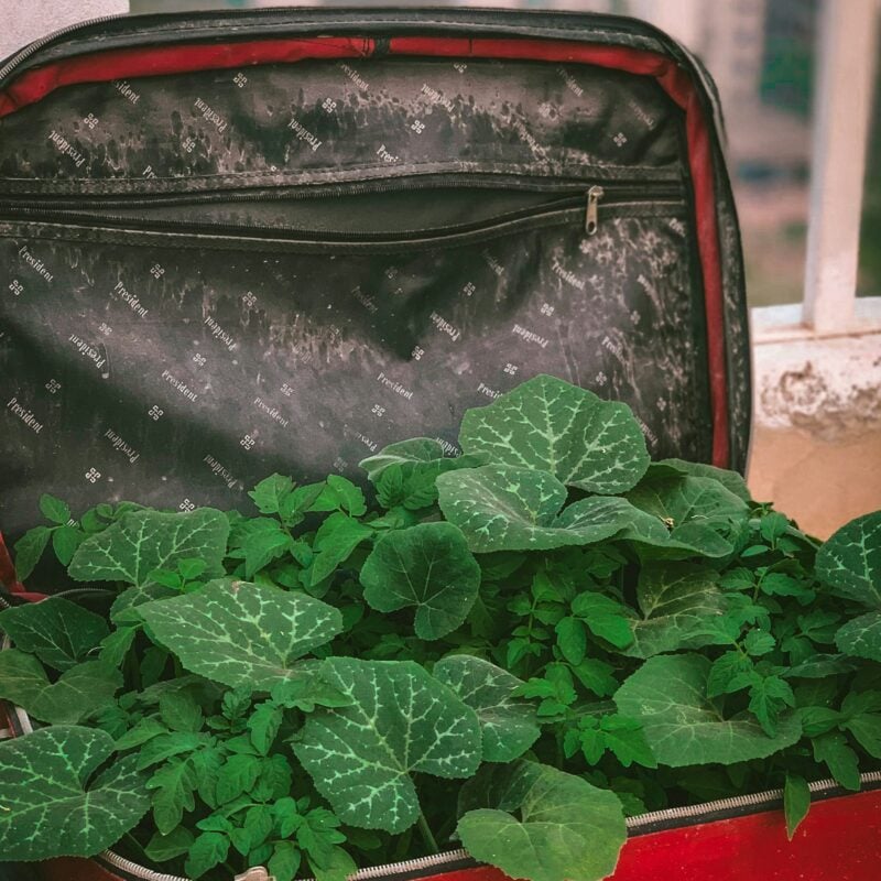 Il bagaglio per Pantelleria? Che sia leggero…