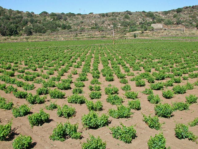 Pantelleria è un frattale