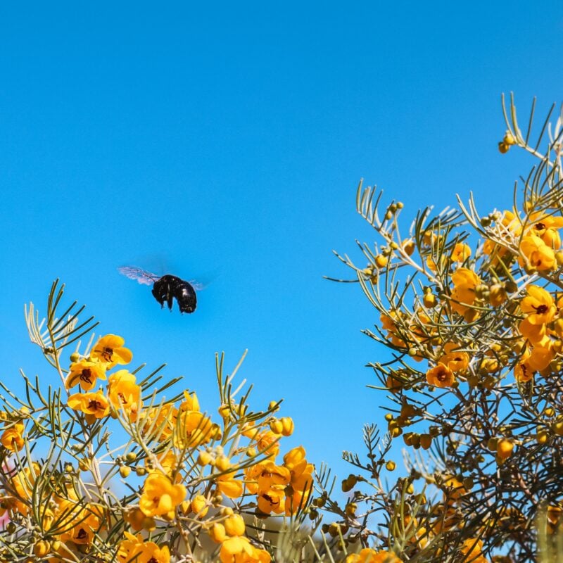 Cronache lente da Pantelleria: io e il bombo nero
