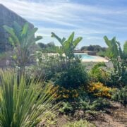 dammuso ficus pantelleria