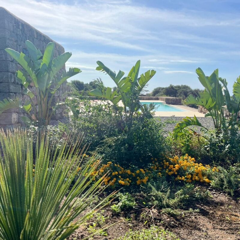 dammuso ficus pantelleria