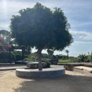 dammuso ficus pantelleria